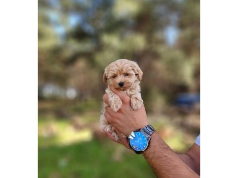 Gerçek maltipoo yavrularımız