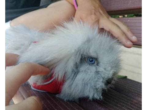 Hollanda lop tavşanı 2,5 aylık