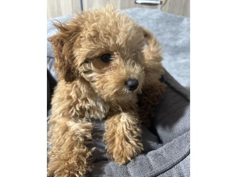 3 aylık yavru poodle
