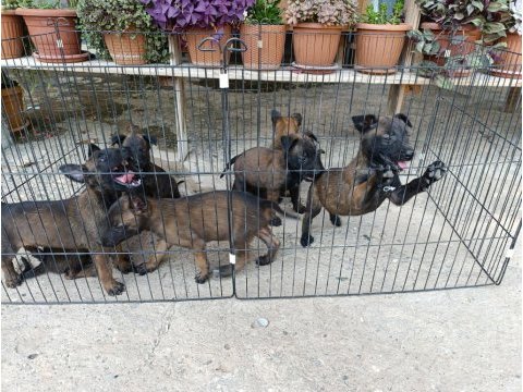 Belçika malinois dişi ve erkek mevcut