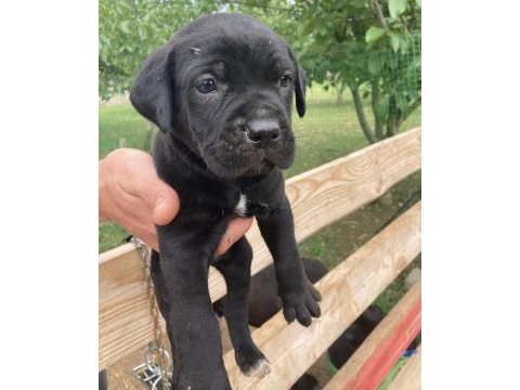 Siyah panter cane corso bebişler