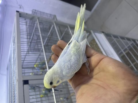 30 günlük erkek rainbow yavru muhabbet kuşu