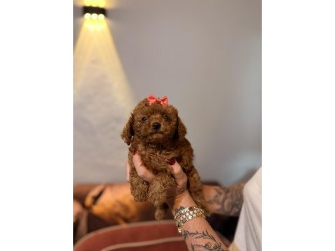 Minicik toy poodle kızlar
