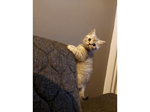 Anne altından silver british shorthair yavrumuz
