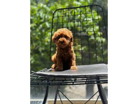 Tatlı toy poodle bebeklerim