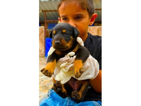 Doberman yavrularımız