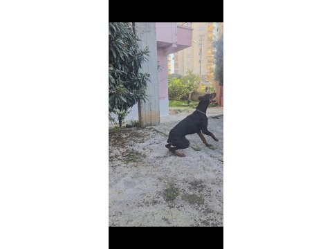1 yaşın king doberman