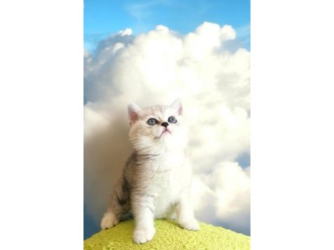 Safkan british shorthair bebeğimiz