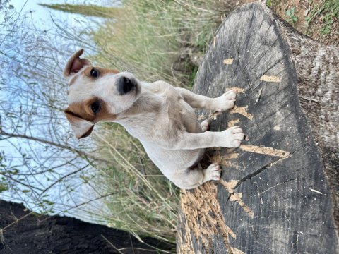 Safkan kısa bacak jack russell