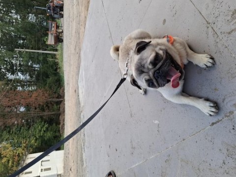 2 yasında erkek pug