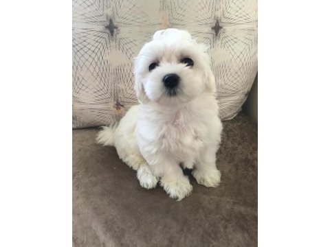 Tarım ve orman bakanlığı ruhsatlı maltipoo ve maltese