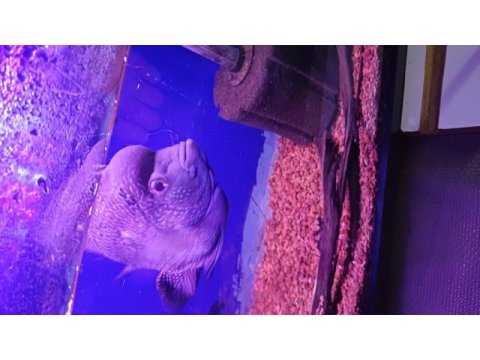Ele alışık vahşi flowerhorn