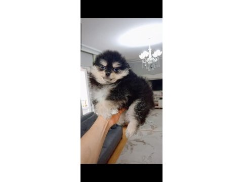 Pomeranian boo black tan köpeğimiz