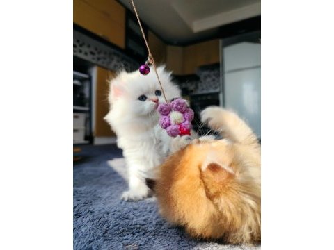 Full şecereli british longhair prensese yuva arıyorum