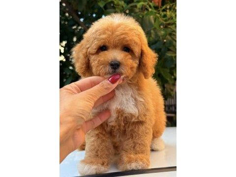 Maltipoo teddy surat party colour