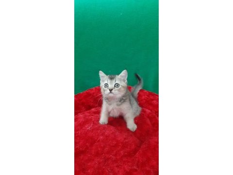 Golden british shorthair
