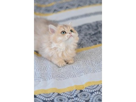 British longhair ay11 dişi
