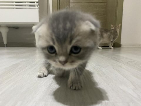 4 adet dişi erkek yavru kediler mevcut
