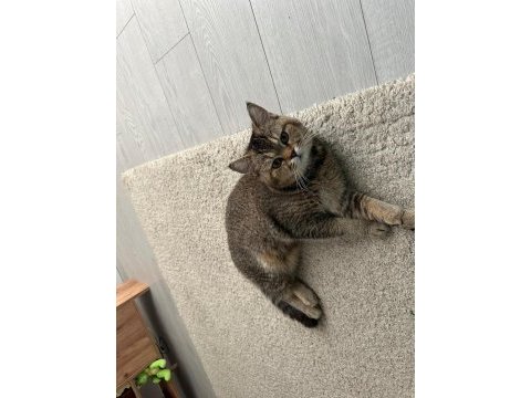 Temas bağımlısı ve uysal kedimiz