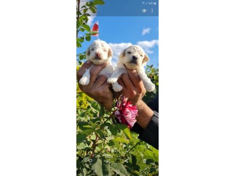 Maltese-terrier çok sevimli yavrular