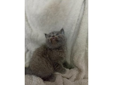 Scottish fold straight