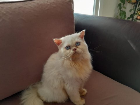 Beyaz prens iran kedisi