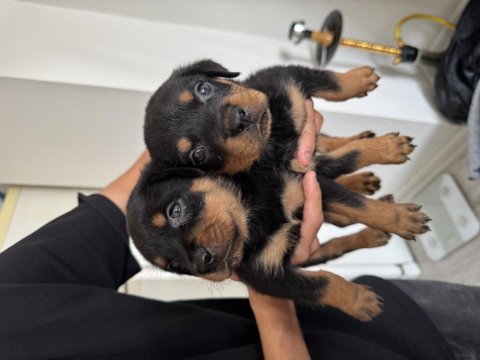 İzmir rottweiler 2 aylık köpekler