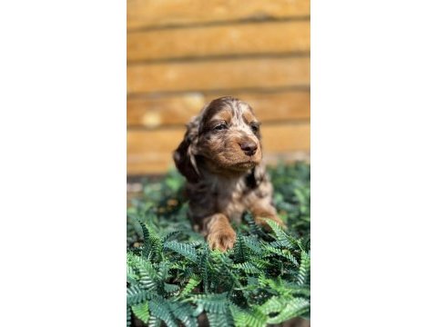 Merle renk mini dachshund (sosis köpek) yavrusu