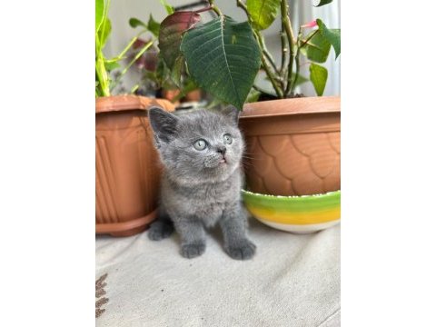 British shorthair küçük prenses