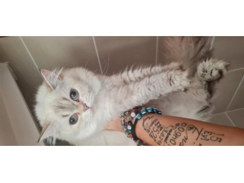 British shorthair blue point chilcilla