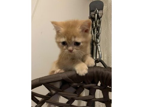 Evdeki kedi fazlalığından acil sahiplendirme