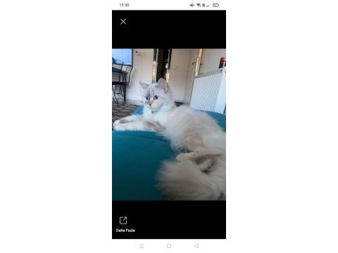 Acil british longhair
