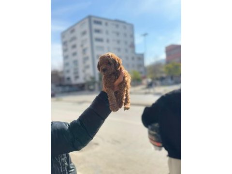 A kalite toy poodle yavrular