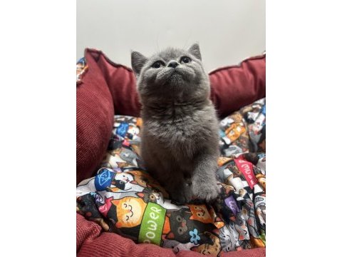 Gri british shorthair
