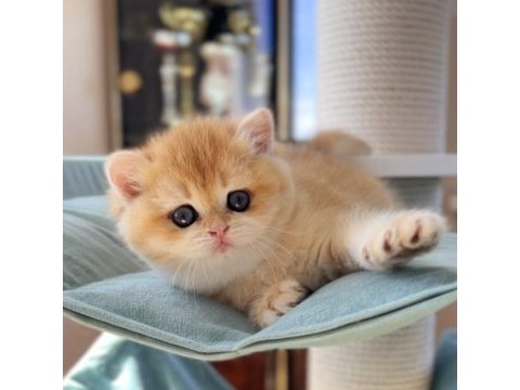 British shorthair golden ny12 - by12 ve ny11