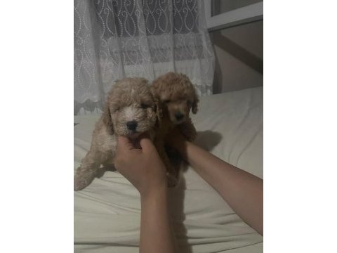 Harika maltipoo yavruları