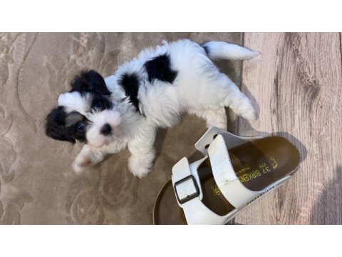 Maltipoo dişi yatlı bir yavru