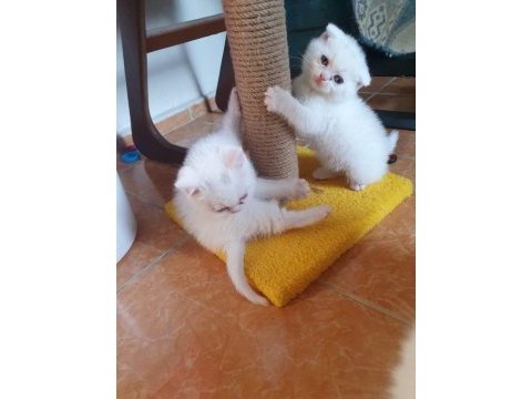 Safkan scottish fold