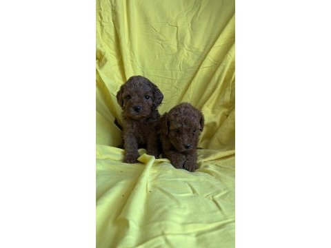 Toy poodle yavrularım yeni yuvasına hazır