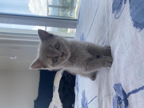 Her fotoğrafta ayrı kediler vardır