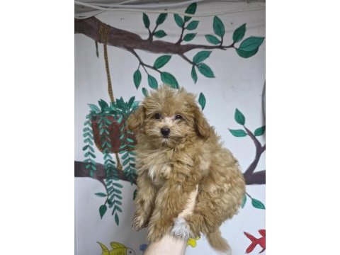 2 aylık maltipoo yavru