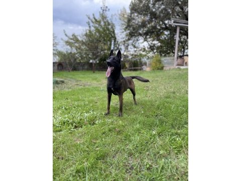 Belçika kurdu (malinois) yavrularımız