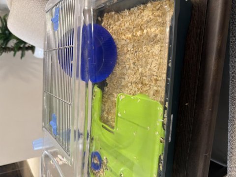 Hamster 2 adet