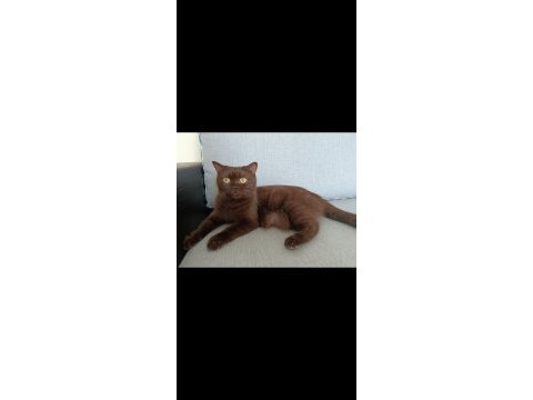 Çikolata tatlılığında british shorthair kedim