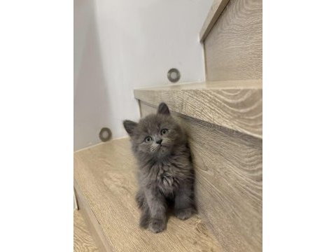 Gri brıtısh longhaır yavrularım 