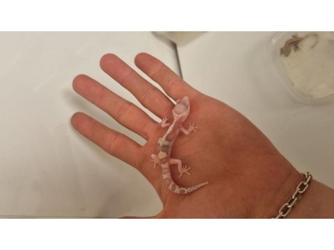 Leopard gecko