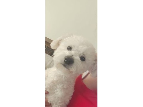 2 aylık maltipoo kaliteli yavru