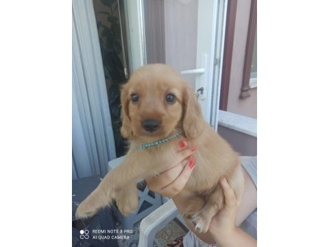 Red golden retriever bebekler uygun