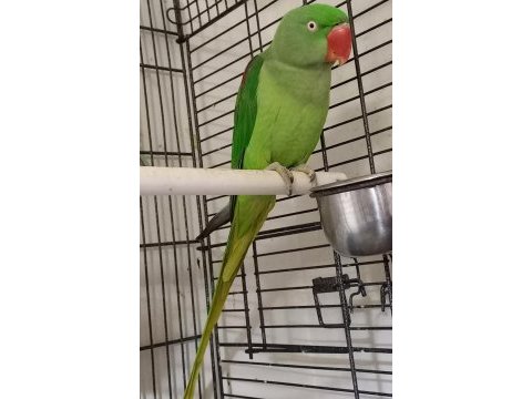 Alexander papağanı erkek yavru bilezikli