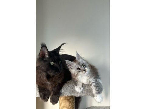 Saf kan xxl şecereli maine coon yavruları